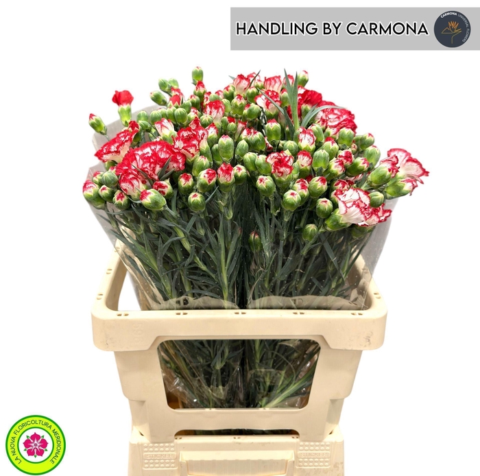 <h4>Di tr Minuetto</h4>