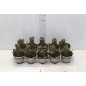 ANTHURIUM MICHIGAN P17 PREMIUM