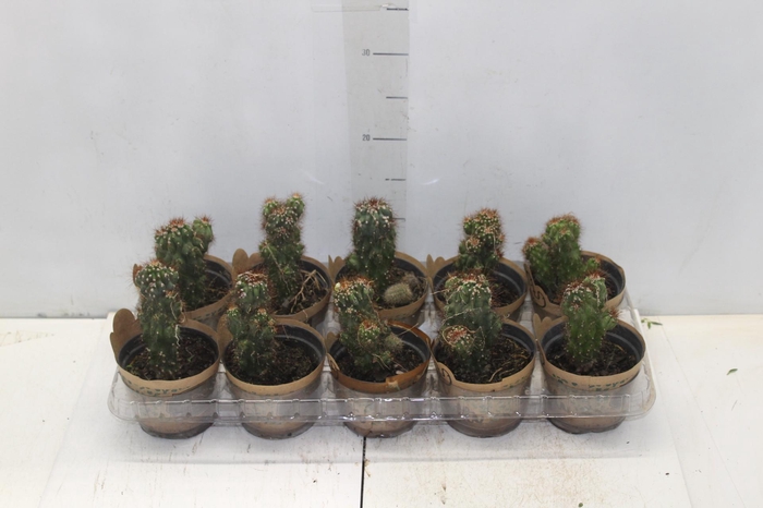 <h4>ANTHURIUM MICHIGAN P17 PREMIUM</h4>