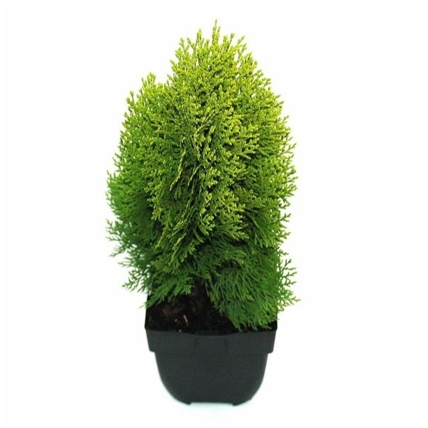 <h4>Platycladus orientalis 'Aurea Nana' P17</h4>