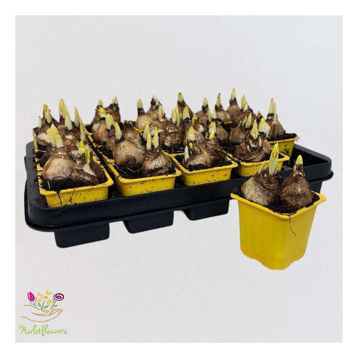 <h4>Narcissus Tete a Tete 7Ø 12cm</h4>