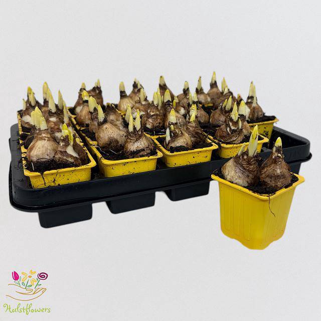 Narcissus Tete a Tete 7Ø  15cm