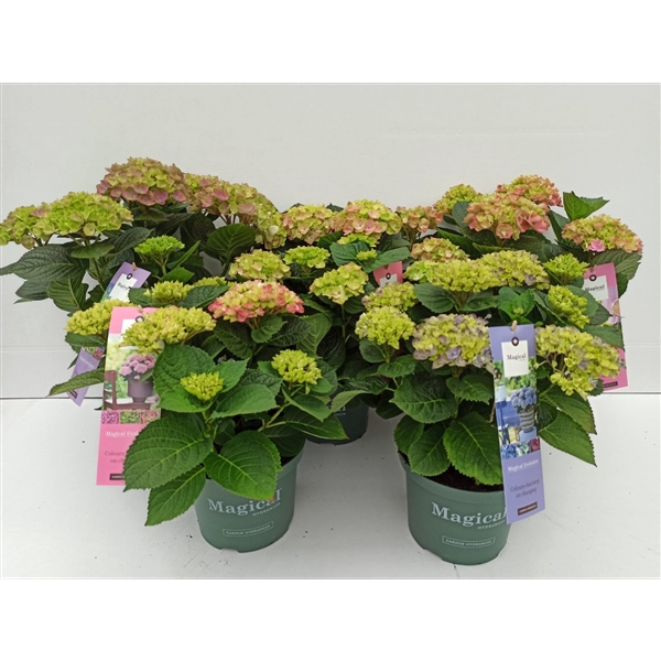 <h4>Hydrangea Magical® 23cm mix rijp 2</h4>