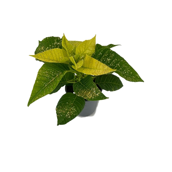 <h4>Euphorbia Lemon met glitters goud</h4>