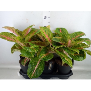 Aglaonema   ...