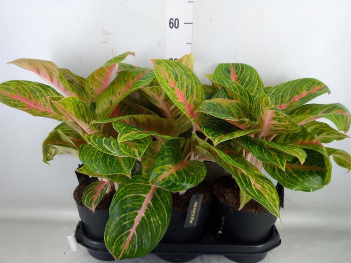 <h4>Aglaonema   ...</h4>
