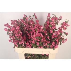 Sympho Mag Temptation