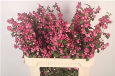 <h4>Sympho Mag Temptation</h4>