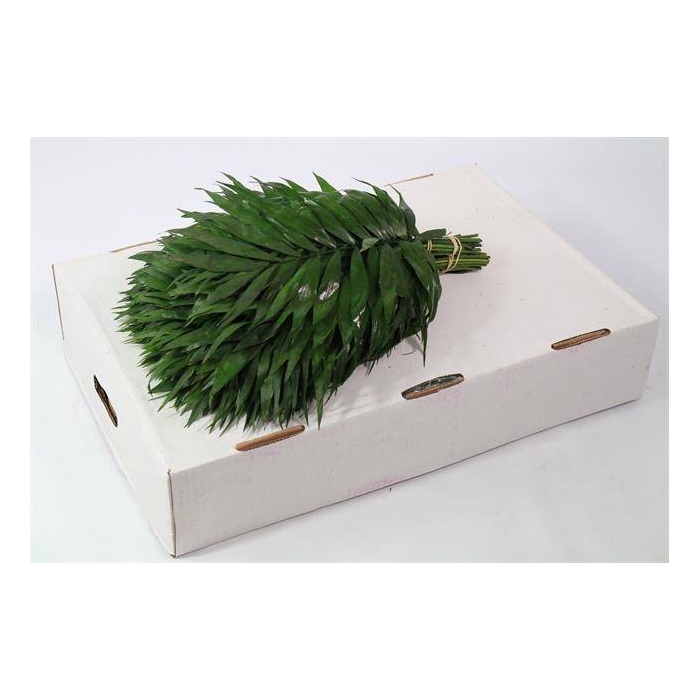 <h4>CHICO JUMBO WHITE BOX</h4>