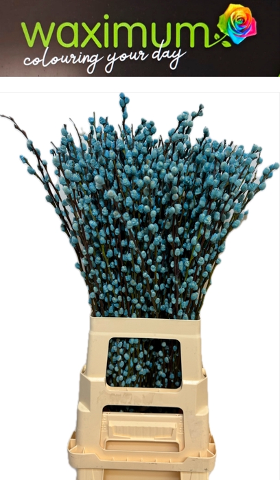 <h4>KATJES LICHT BLAUW</h4>