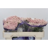 Ozothamnus Cooks Pink