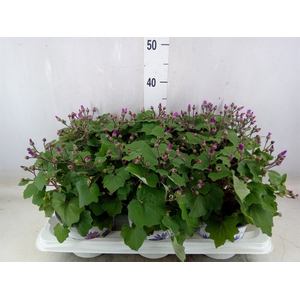 Pericallis CR 'Senetti Magenta Bic'
