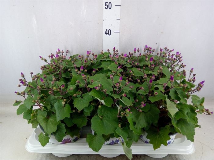 <h4>Pericallis CR 'Senetti Magenta Bic'</h4>
