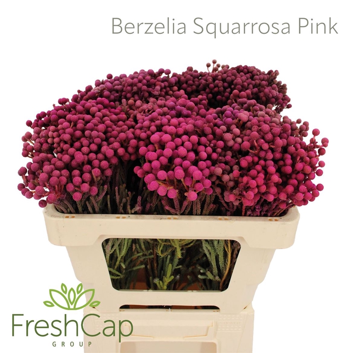 <h4>Berzelia Squarrosa Pink</h4>