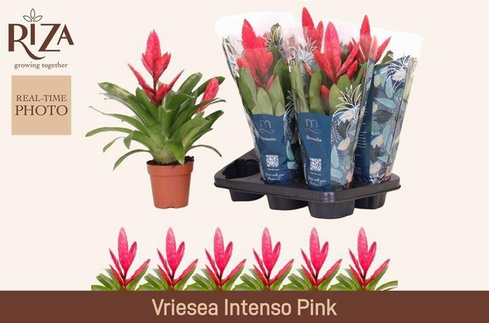 <h4>VRIES INTENSO PINK</h4>