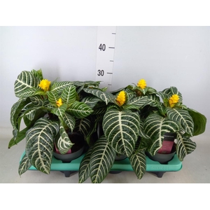 Aphelandra squar. 'Dania'