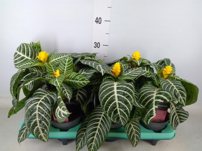 <h4>Aphelandra squar. 'Dania'</h4>