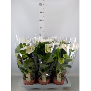 Anthurium andr. 'Alpine'