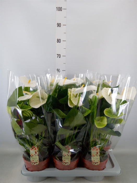 <h4>Anthurium andr. 'Alpine'</h4>