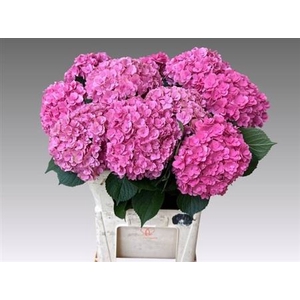 Hydr M Roy Kiss Pink 80cm
