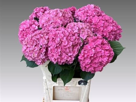 <h4>Hydr M Roy Kiss Pink 80cm</h4>