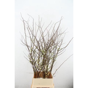 CHAENOMELIS SUPERBA WHITE EXTRA 100CM