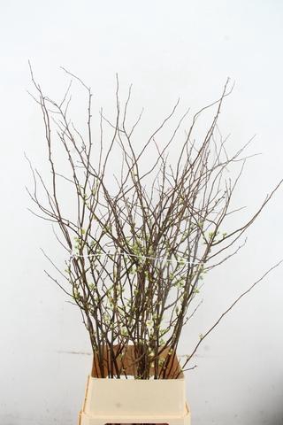 <h4>CHAENOMELIS SUPERBA WHITE EXTRA 100CM</h4>