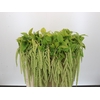 Amaranthus caudatus 'Viridis'