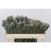 Kaaps Groen Silver Brunia