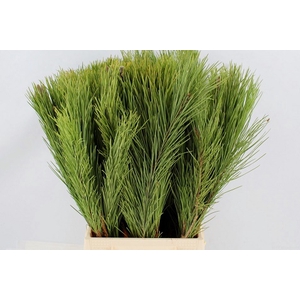 Pinus Mugo Single