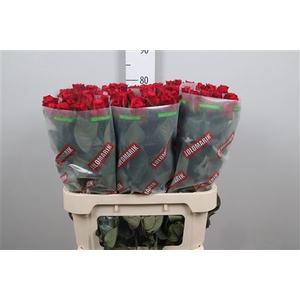 R Gr Cherry-o!
