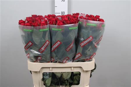 <h4>R Gr Cherry-o!</h4>