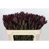 Leucadendron Saf Sunset Dark R.