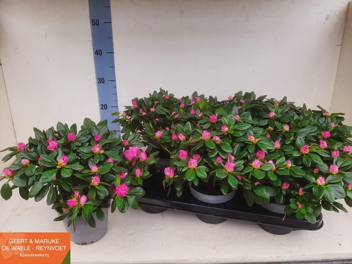 <h4>RHODO SI ROSE VOGEL</h4>