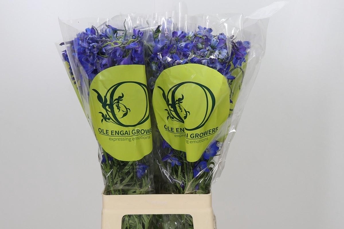 <h4>Delph En Belladonna Volkerfrieden Oriental Blue</h4>