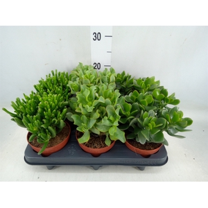 Crassula   ...mix