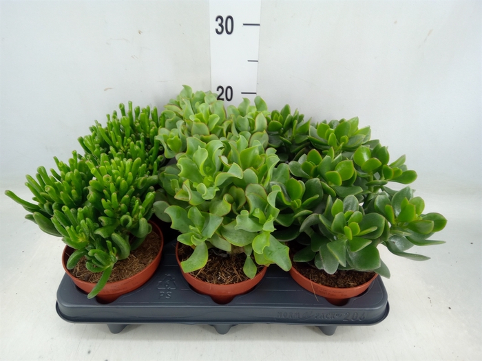 <h4>Crassula   ...mix</h4>