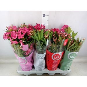 Nerium oleander   ...