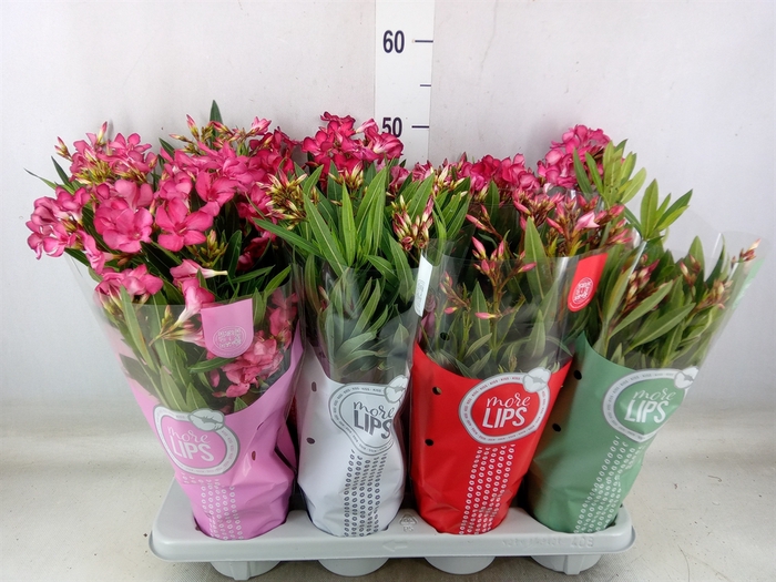 <h4>Nerium oleander   ...</h4>