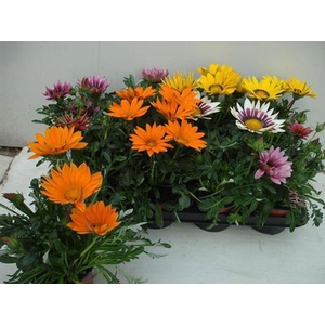 Gazania Gazoo Formula gemengd