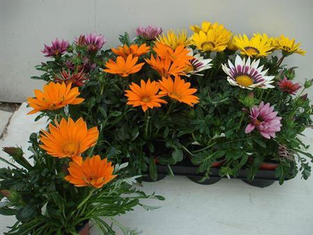 <h4>Gazania Gazoo Formula gemengd</h4>
