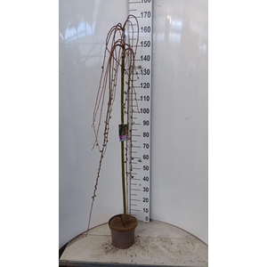 SALIX CAP KILMARNOCK