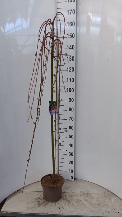 <h4>SALIX CAP KILMARNOCK</h4>