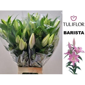 LI OR BARISTA 3+