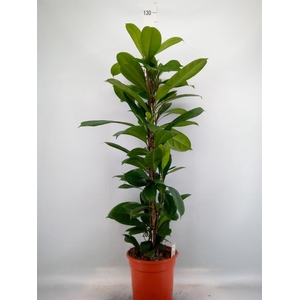 Ficus cyathistipula