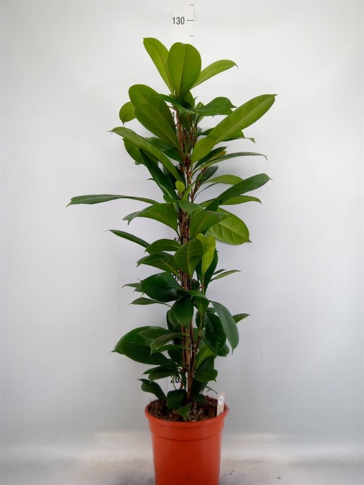 <h4>Ficus cyathistipula</h4>