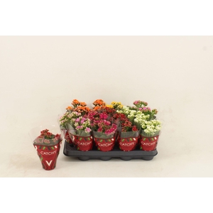 Kalanchoe gevuld gemengd 5klr.