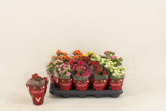 <h4>Kalanchoe gevuld gemengd 5klr.</h4>