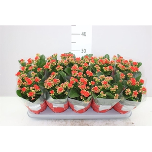 Kalanchoe Calandiva Rood