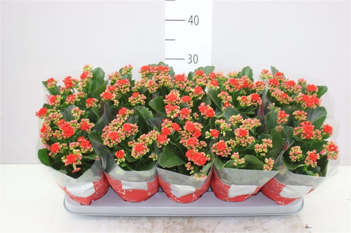 <h4>Kalanchoe Calandiva Rood</h4>